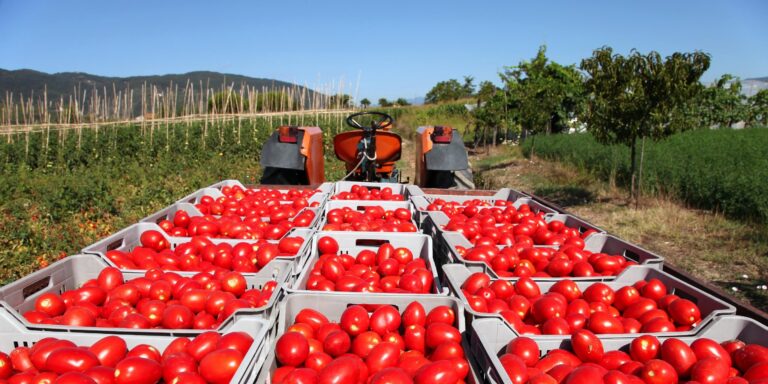 Πρόστιμα 500 ευρώ σε αγρότες της Ιεράπετρας για μη έκδοση δελτίων αποστολής