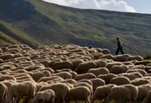 Διαμαρτυρία κτηνοτρόφων Ροδόπης για άνιση μεταχείριση στη de minimis