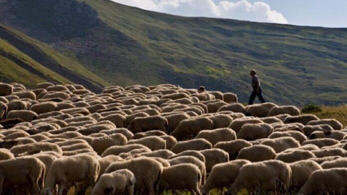 Ναύπακτος: Συνελήφθη οδηγός που μετέφερε παράνομα 203 πρόβατα με τελικό προορισμό τη Λαμία
