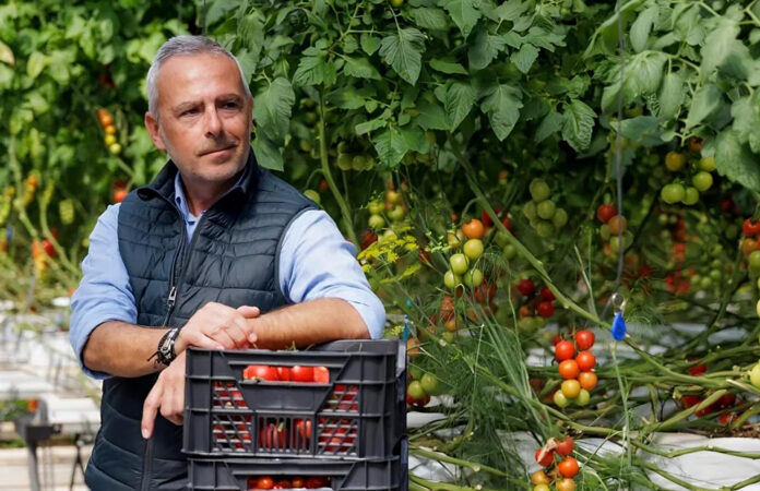 Ανθεκτικά Υβρίδια Ντομάτας: Αντιμετώπιση του ιού Καστανής Ρυτίδωσης