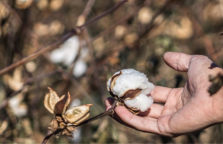 Οδηγίες φυτοπροστασίας και αποφύλλωσης στο Βαμβάκι