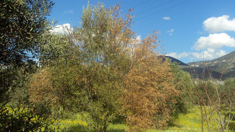 Βερτισιλλίωση στους Ελαιώνες: Ξεραίνει τα Δέντρα – Συμπτώματα, Πρόληψη και Αντιμετώπιση