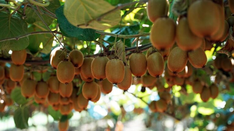 Η κακή στράγγιση του εδάφους φέρνει σταδιακή μείωση παραγωγικότητας ακτινιδίων