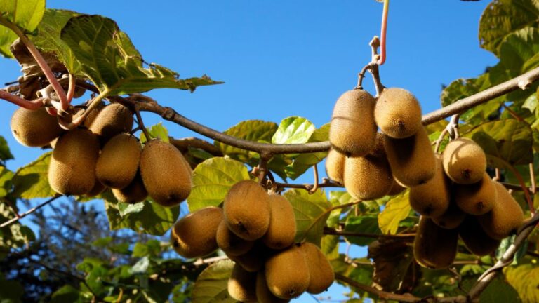 Πώς το αραίωμα χαρίζει καλύτερα και εμπορικότερα ακτινίδια