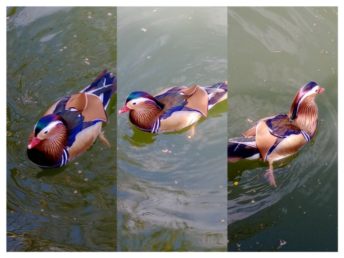 Σπάνια καταγραφή αρσενικού μανδαρίνου στη λίμνη Παμβώτιδα