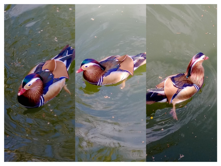 Σπάνια καταγραφή αρσενικού μανδαρίνου στη λίμνη Παμβώτιδα