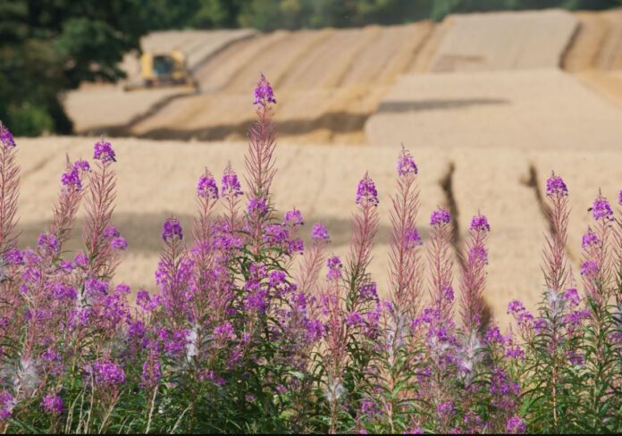 Δημιουργία Εθνικού Living Lab για τη γεωργία άνθρακα στο Γεωπονικό Πανεπιστήμιο Αθηνών