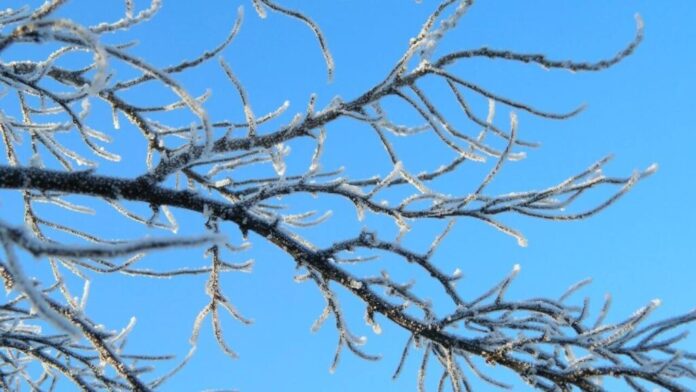 Σοβαρές ζημιές από τον παγετό στις καλλιέργειες της Πέλλας