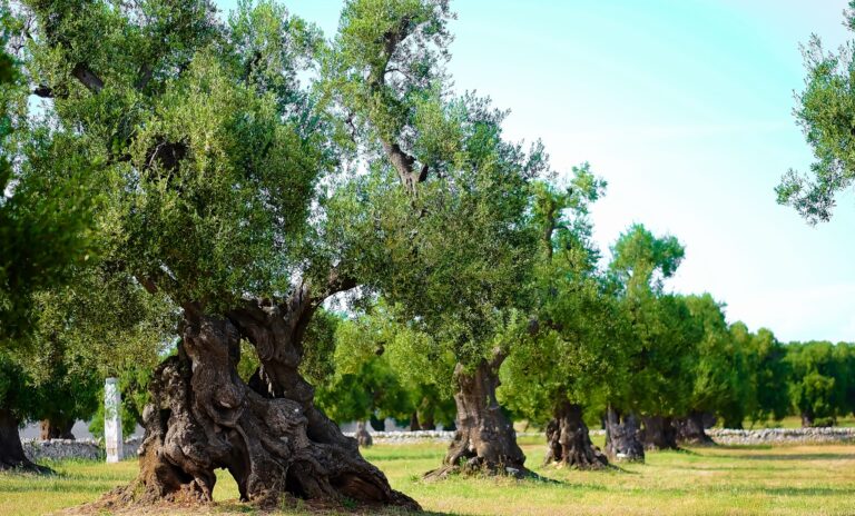 Η Ιταλία αποκαλύπτει σχέδιο για την αναζωογόνηση του τομέα του ελαιολάδου