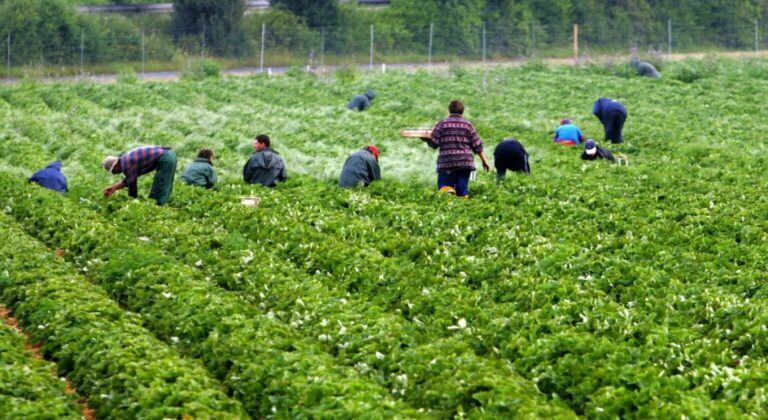 Παράταση-«Οξυγόνο» για Χιλιάδες Αγρότες: Μέχρι τις 31 Μαρτίου 2026 η Προθεσμία για τη Μετάκληση Εργατών Γης