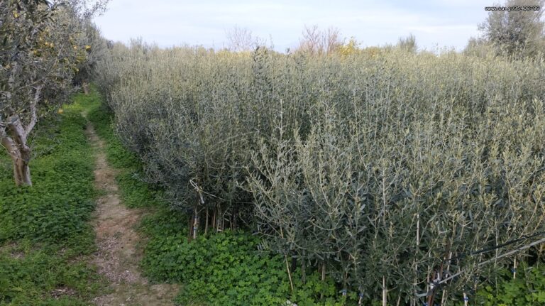 «Στην Ιδιοκτησία του Δήμου Βοΐου το Φυτώριο Νεάπολης: 220 Στρέμματα για Αγροτική Ανάπτυξη»