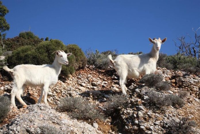 «Τσουχτερά» Πρόστιμα έως 12.000€ για Αγροτικές Φθορές από Ζώα – Ο Πλήρης Οδηγός για τη Νέα Διαδικασία
