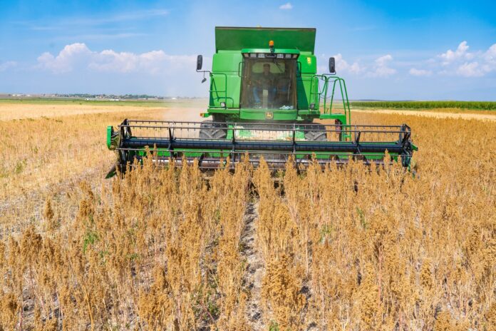 Με 1.000 στρέμματα κάνει «ντεμπούτο» στη Θράκη η καλλιέργεια κινόας