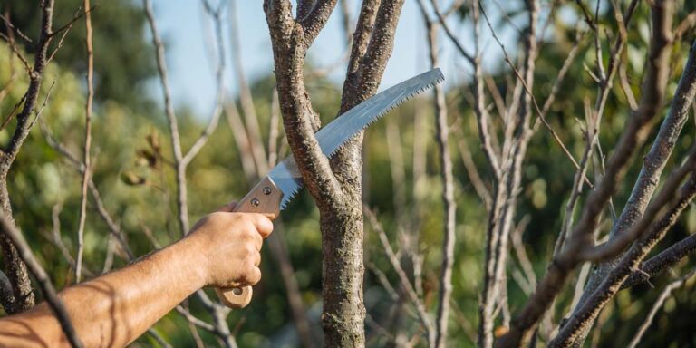 Αιτήσεις για πρόγραμμα κατάρτισης στο κλάδεμα δένδρων