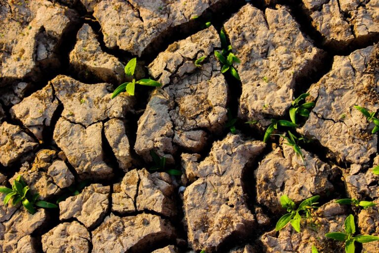 «Λογαριασμός» 43 δισ. ευρώ από τον Καύσωνα και την Ξηρασία του Καλοκαιριού στην Ευρώπη – Ο Αγροτικός Νότος στο «Κόκκινο»