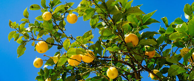 Ακρίβεια και Πτώση Κατανάλωσης «Πνίγουν» το Ελληνικό Λεμόνι