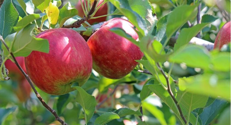 Μέτρο 23: Αναρτήθηκαν οι Πίνακες Προσωρινών Δικαιούχων – Η Διαδικασία και οι Προθεσμίες για τις Ενστάσεις