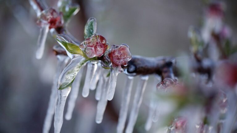 «Βράζουν» Ημαθία & Πέλλα: Στον «Αέρα» οι Παγετόπληκτοι, Χάνουν Ακόμα και το Αγροτικό Πετρέλαιο – Προετοιμάζονται για Μπλόκα