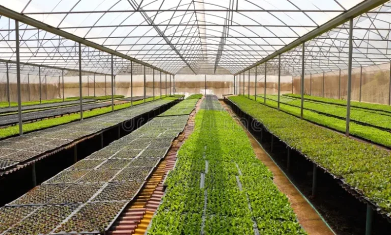 «Έκρηξη» Επενδύσεων στα Θερμοκήπια: Υπερκαλύφθηκε ο Προϋπολογισμός κατά 180% – 944 Αιτήσεις για το Νέο Πρόγραμμα