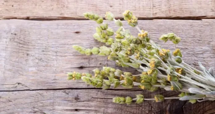 Ημερίδα στην Πάτρα για το Ελληνικό Τσάι του Βουνού: Καινοτομία και Υγεία