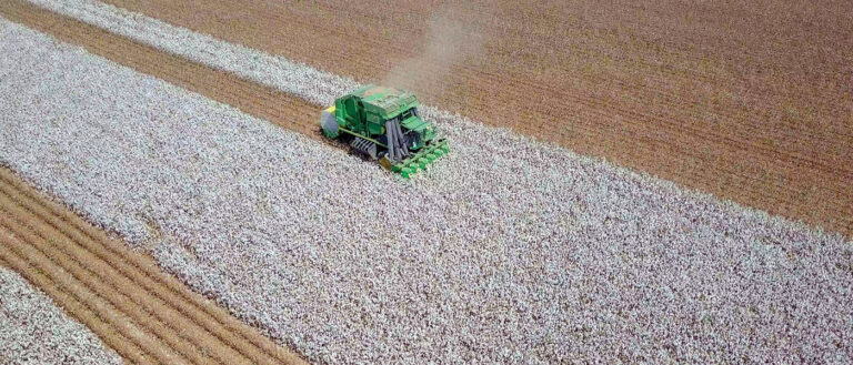 Αλλάζει ο Χάρτης στον Κάμπο της Καρδίτσας: «Βουτιά» στις Εκτάσεις για Βαμβάκι και Καλαμπόκι – Πού Στρέφονται οι Αγρότες