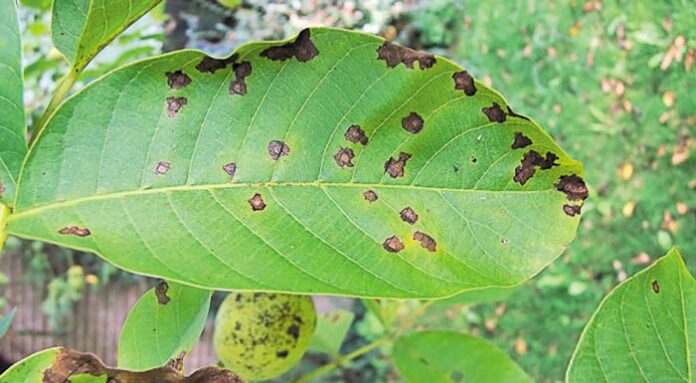 Τι είναι η βοτρυοσφαίρια της φιστικιάς και πώς αντιμετωπίζεται