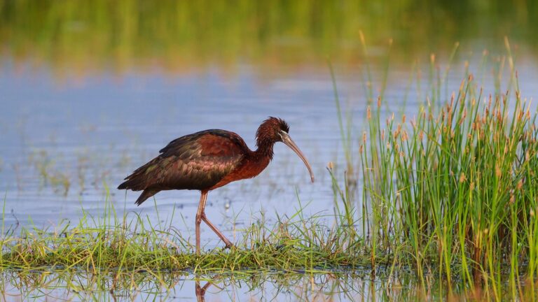 Σπάνια είδη πουλιών εμφανίστηκαν στη λίμνη Πολυφύτου στην Κοζάνη