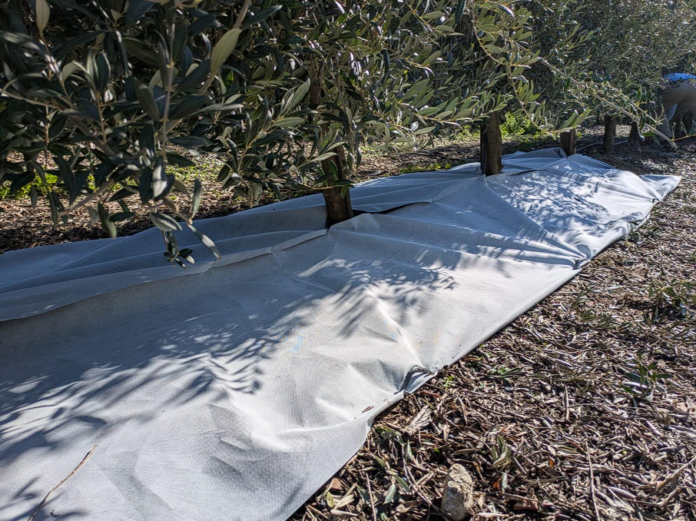 “Μαγικό” ύφασμα από την Ισπανία: Πώς αυξάνει την παραγωγή του ελαιώνα κατά 20%