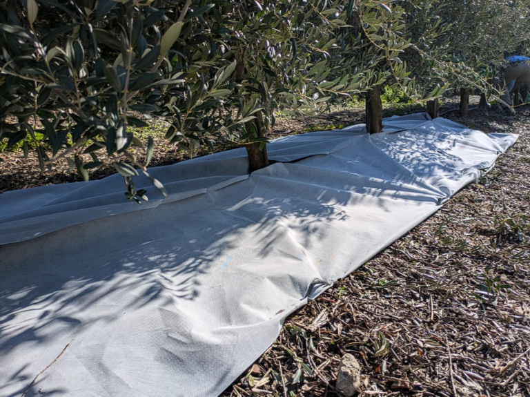 Το ύφασμα από την Ισπανία που μπορεί να αυξήσει την παραγωγή του ελαιώνα κατά 20%