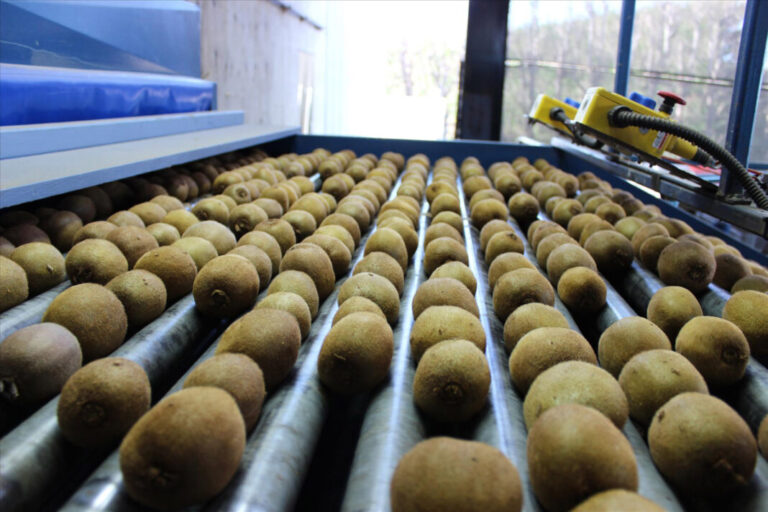 Ρεκόρ εξαγωγών ακτινιδίου: Πάνω από 200.000 τόνοι σε 7 μήνες