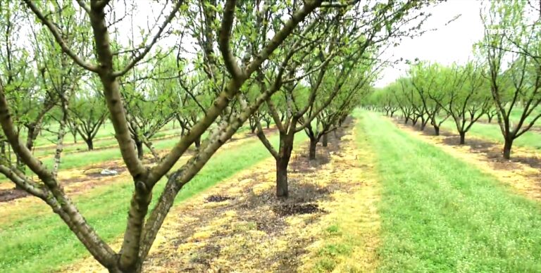 Αμυγδαλιά: Διπλά χτυπήματα από παγετό και φόμοψη