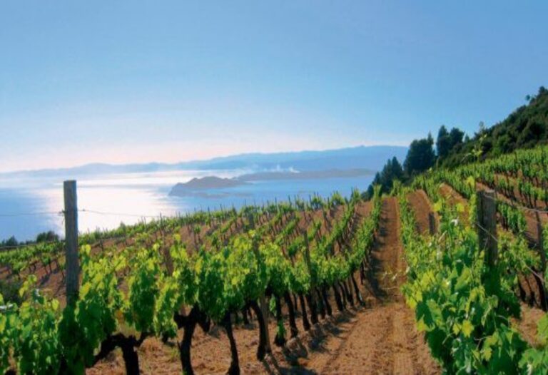 Προστασία Αμπελιού: Οι Συνηθέστερες Ασθένειες που Απειλούν την Καλλιέργεια και Πώς να τις Αντιμετωπίσετε