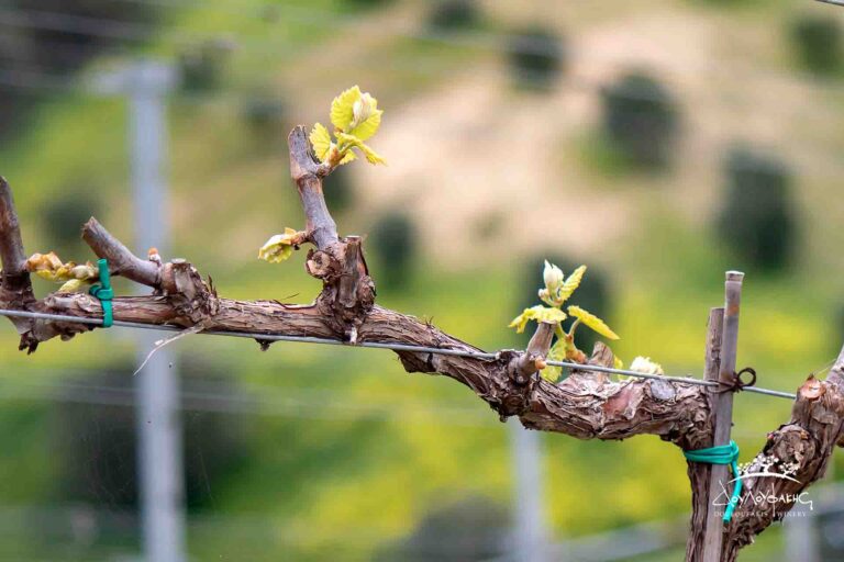 Προστασία βλάστησης στο αμπέλι: Τι να προσέξετε την άνοιξη