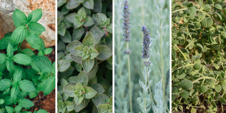 Αρωματικά φυτά στη Καινή Διαθήκη – Η αξία τους τότε και σήμερα