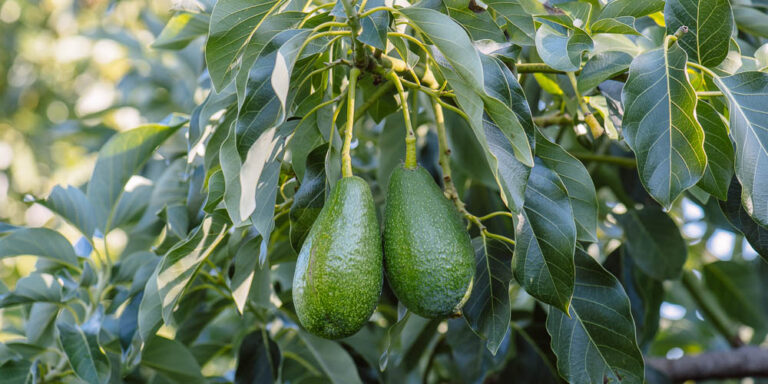 Γλυκοπατάτα και αβοκάντο: Αναδυόμενες καλλιέργειες στη Μεσσηνία με αυξανόμενη δυναμική