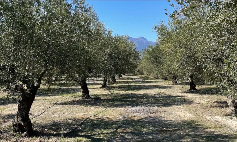 Λοπέρα: Το χωριό της Ανδαλουσίας που αγωνίζεται για να σώσει τα ελαιόδεντρα από τα φωτοβολταϊκά