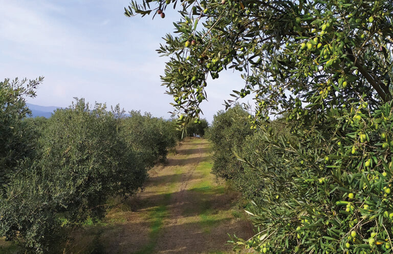 Ελαιοκομικό Μητρώο: Νέα απλοποιημένη εγγραφή χωρίς ταλαιπωρία