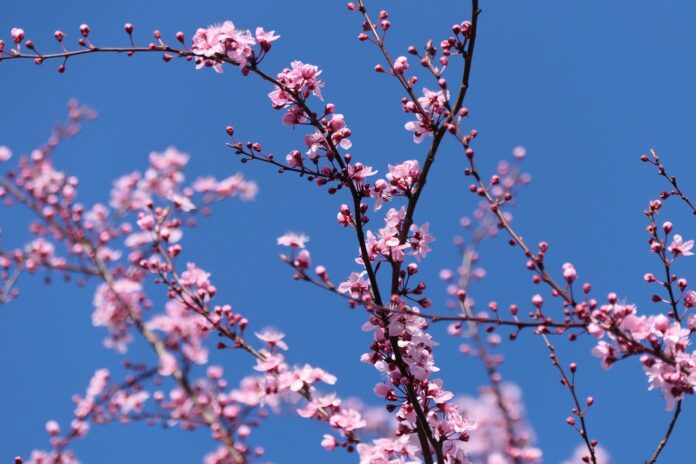 Αγρότες σε Απόγνωση: «Φέσι» και Εμπαιγμός με τις Αποζημιώσεις για τον Παγετό σε Κεράσια και Ροδάκινα