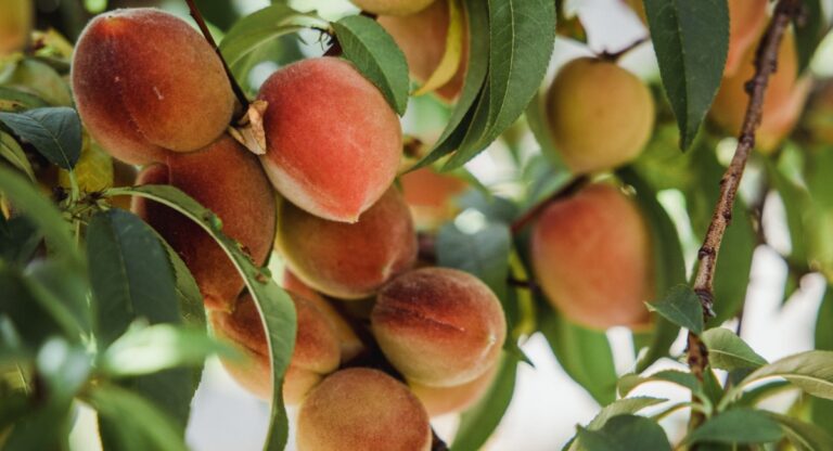 ΚΟΜΦΟΥΖΙΟ: Έως 30 Μαΐου η προθεσμία για τα παραστατικά πληρωμής