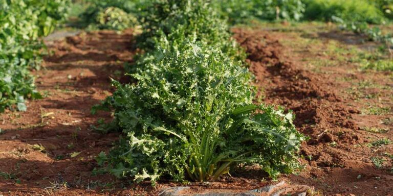 Οι Κατάλληλες Αποστάσεις Φύτευσης Λαχανικών: Οδηγός για Καλύτερη Ανάπτυξη και Αποδοτική Παραγωγή