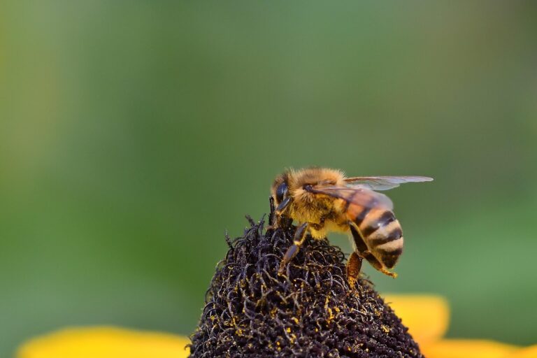 Ρόδος: Καταγραφή των άγριων μελισσών του νησιού