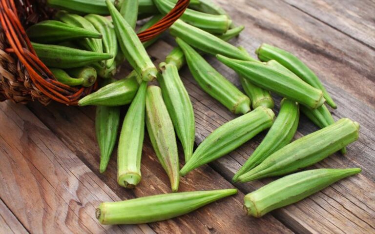 Κομοτηνή: Νέο εργοστάσιο μεταποίησης κατεψυγμένης μπάμιας στη ΒΙ.ΠΕ. – Επένδυση που ενισχύει την τοπική οικονομία