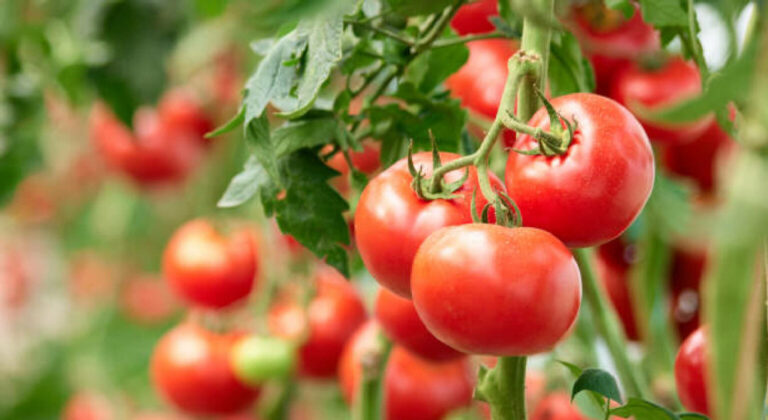 Αναβιώνουν παραδοσιακές ποικιλίες λαχανικών