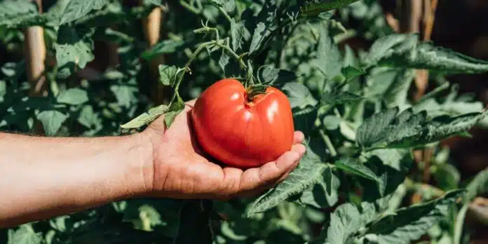10 Μυστικά για την Καλλιέργεια της Ντομάτας στον Κήπο μας