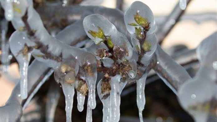 Θράκη: Πριν το Πάσχα οι Αποζημιώσεις για τον Παγετό του 2021