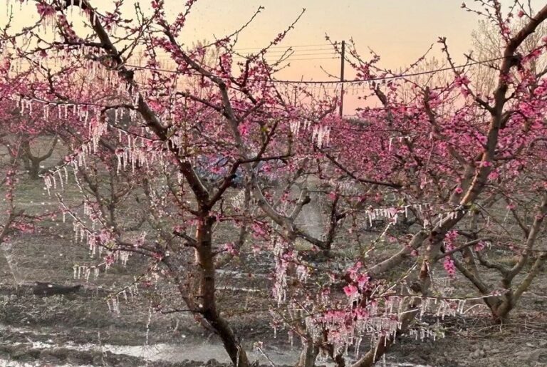 Για Οκτώβριο οι Προκαταβολές Αποζημιώσεων για τον Παγετό – Ξεχειλίζει η Οργή των Δενδροκαλλιεργητών