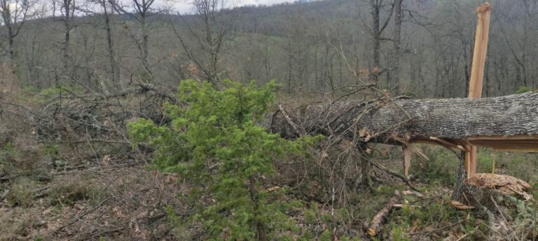 Θεσσαλονίκη: 35χρονος συνελήφθη επ’ αυτοφώρω για παράνομη υλοτομία στο δάσος Αρέθουσας