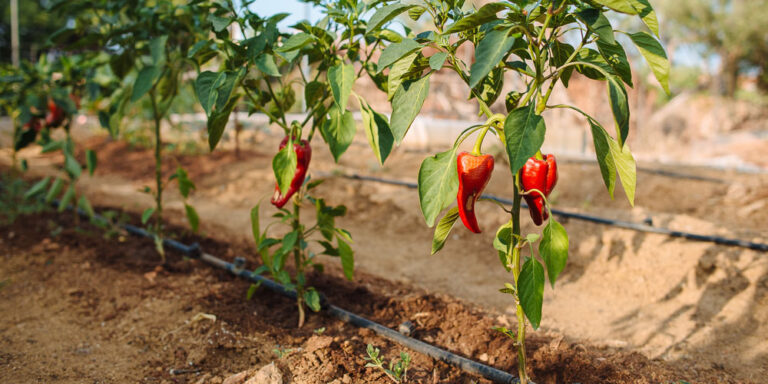 Πέλλα: Κάλεσμα στους νέους αγρότες να καλλιεργήσουν κόκκινη πιπεριά