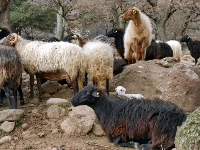 Χίος: Στο 70% η Καταστροφή των Κτηνοτρόφων – «Έχουμε Χάσει τη Γη κάτω από τα Πόδια μας»