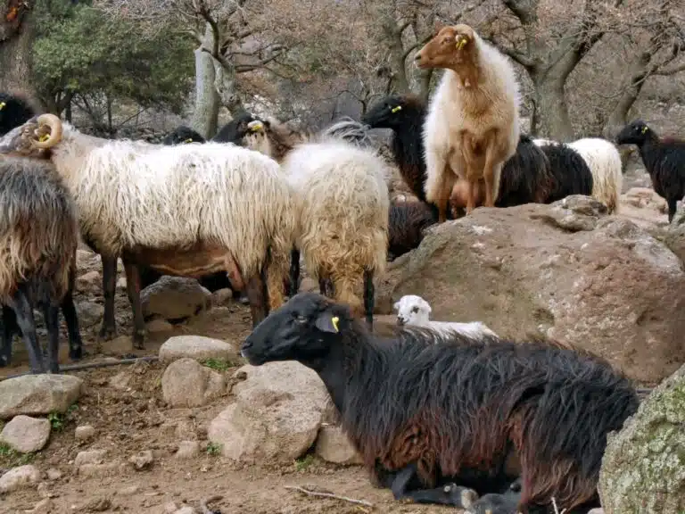 Χίος: Στο 70% η Καταστροφή των Κτηνοτρόφων – «Έχουμε Χάσει τη Γη κάτω από τα Πόδια μας»